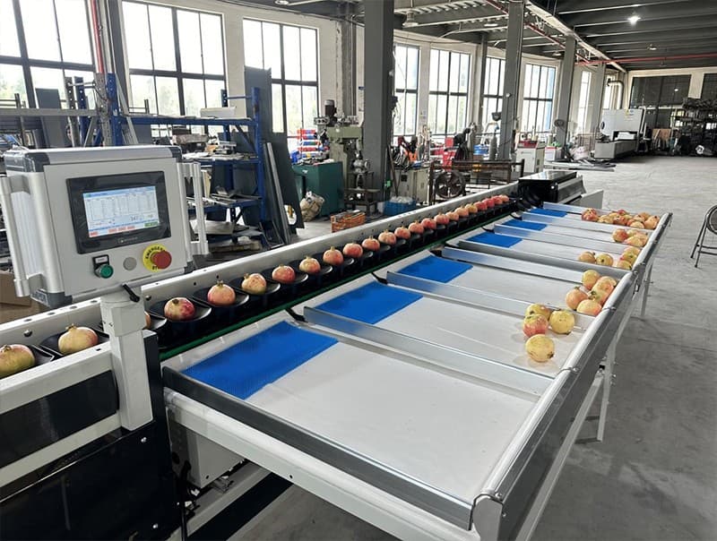 images/1726124368937Pomegranate  sorting line.jpg